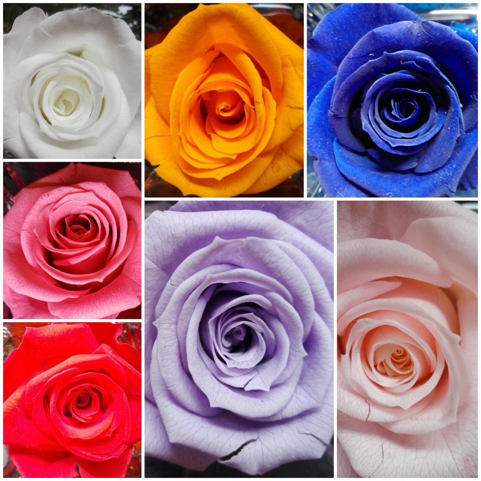 Rose Stabilizzate Colori Disponibili Idee Regalo Fioreria Bruseghini Besenello Trento